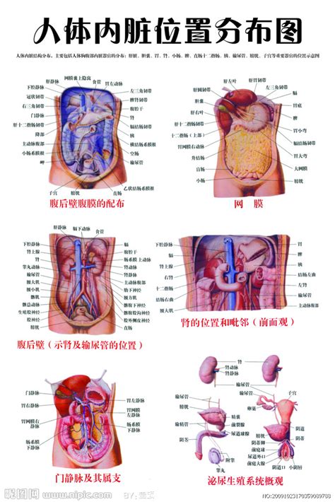 女胃位置|人体内脏位置分布示意图